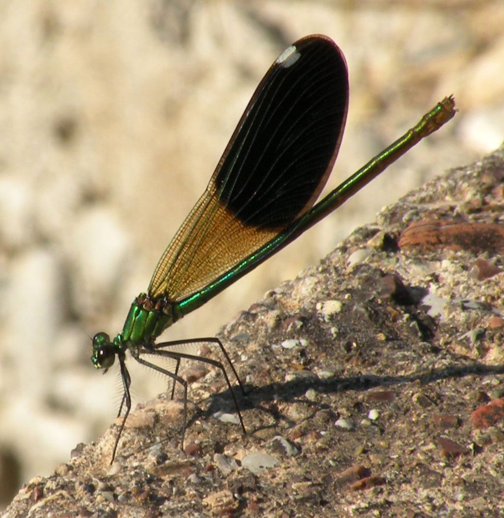 Forse qualche Calopteryx virgo?